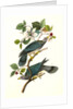 Band-tailed Dove, or Pigeon by John James Audubon