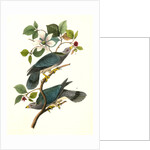 Band-tailed Dove, or Pigeon by John James Audubon