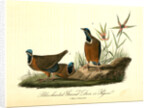 Blue-headed Ground Dove or Pigeon by John James Audubon