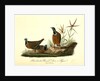 Blue-headed Ground Dove or Pigeon by John James Audubon