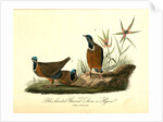 Blue-headed Ground Dove or Pigeon by John James Audubon