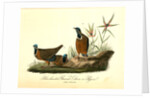 Blue-headed Ground Dove or Pigeon by John James Audubon