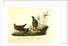 Blue-headed Ground Dove or Pigeon by John James Audubon