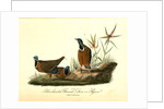Blue-headed Ground Dove or Pigeon by John James Audubon