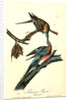 Passenger Pigeon by John James Audubon