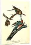 Passenger Pigeon by John James Audubon