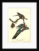 Passenger Pigeon by John James Audubon
