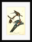 Passenger Pigeon by John James Audubon