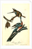 Passenger Pigeon by John James Audubon