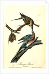 Passenger Pigeon by John James Audubon