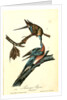 Passenger Pigeon by John James Audubon