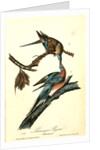 Passenger Pigeon by John James Audubon