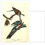 Passenger Pigeon by John James Audubon