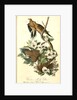 Carolina Turtle Dove by John James Audubon