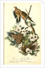Carolina Turtle Dove by John James Audubon