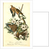 Carolina Turtle Dove by John James Audubon