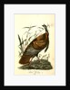 Wild Turkey. Male by John James Audubon