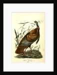 Wild Turkey. Male by John James Audubon