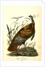 Wild Turkey. Male by John James Audubon