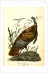 Wild Turkey. Male by John James Audubon