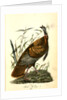 Wild Turkey. Male by John James Audubon