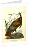 Wild Turkey. Male by John James Audubon