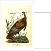 Wild Turkey. Male by John James Audubon