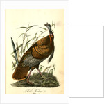 Wild Turkey. Male by John James Audubon