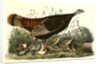 Wild Turkey. Female and Young by John James Audubon