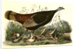 Wild Turkey. Female and Young by John James Audubon