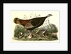 Wild Turkey. Female and Young by John James Audubon