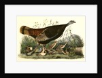 Wild Turkey. Female and Young by John James Audubon