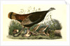 Wild Turkey. Female and Young by John James Audubon