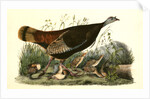 Wild Turkey. Female and Young by John James Audubon
