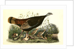 Wild Turkey. Female and Young by John James Audubon
