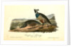 Californian Partridge by John James Audubon