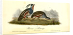 Plumed Partridge by John James Audubon