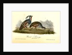 Plumed Partridge by John James Audubon