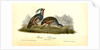 Plumed Partridge by John James Audubon