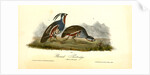 Plumed Partridge by John James Audubon