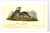 Plumed Partridge by John James Audubon