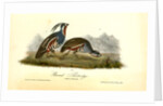 Plumed Partridge by John James Audubon