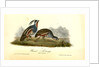 Plumed Partridge by John James Audubon