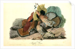 Ruffed Grouse by John James Audubon