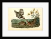 Pinnated Grouse by John James Audubon