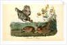 Pinnated Grouse by John James Audubon
