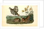 Pinnated Grouse by John James Audubon