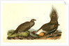 Cock of the Plains by John James Audubon