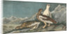 Rock Ptarmigan by John James Audubon