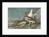 Rock Ptarmigan by John James Audubon